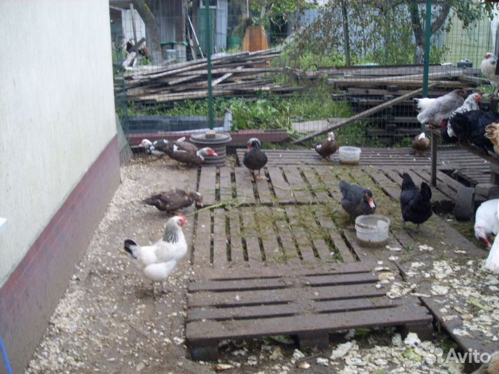 Утки, индоутки