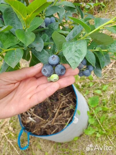 Саженцы голубики