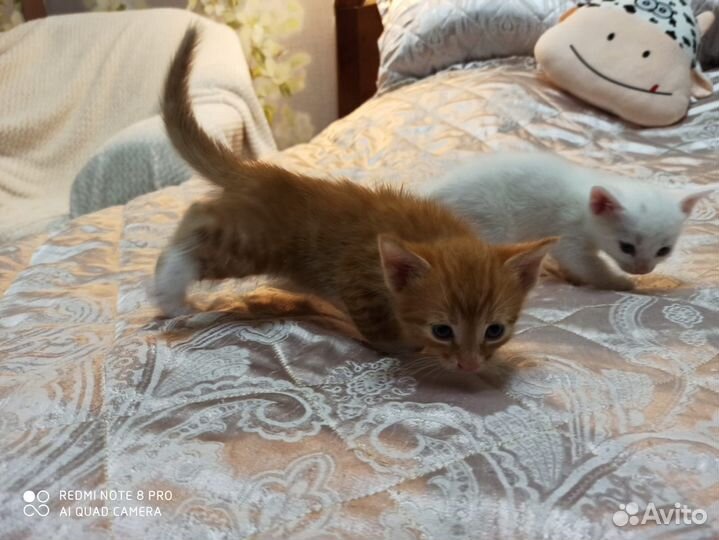 Котята бесплатно