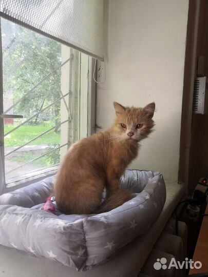 Британский Кот