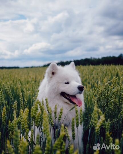 Собака в аренду Самоед