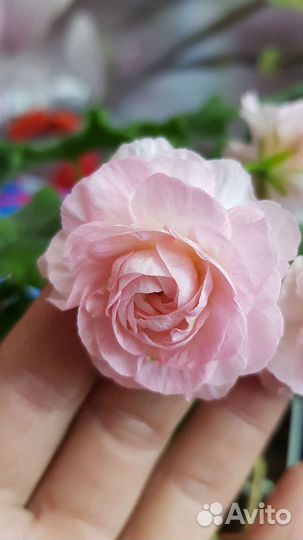 Та-Эммануэль