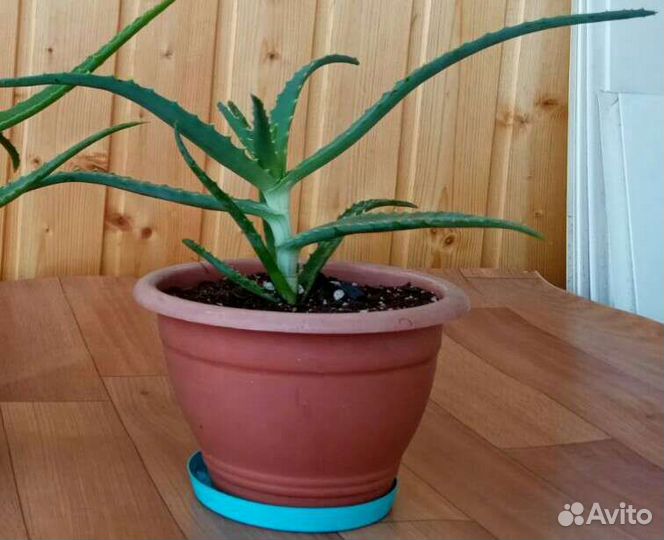 Лечебные Алоэ,Каланхоэ, Толстянка