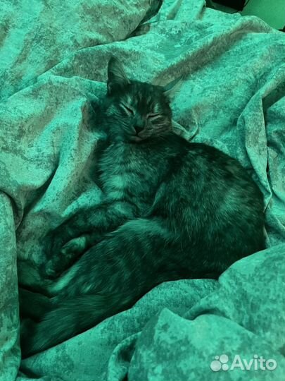 Отдаю кошек