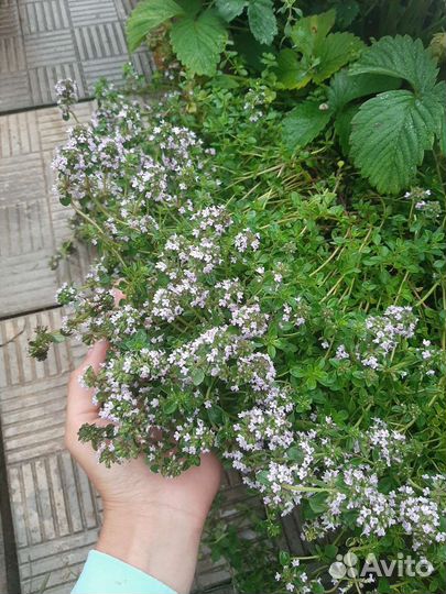 Пряные травы