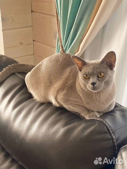 Бурманская кошка