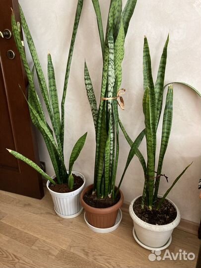 Сансевьерия