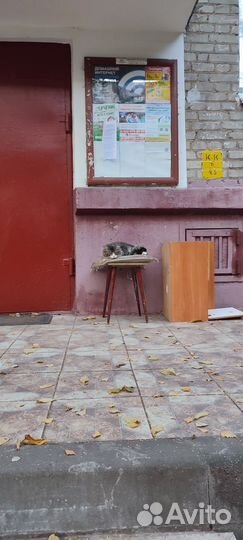 Котики бесплатно в добрые руки
