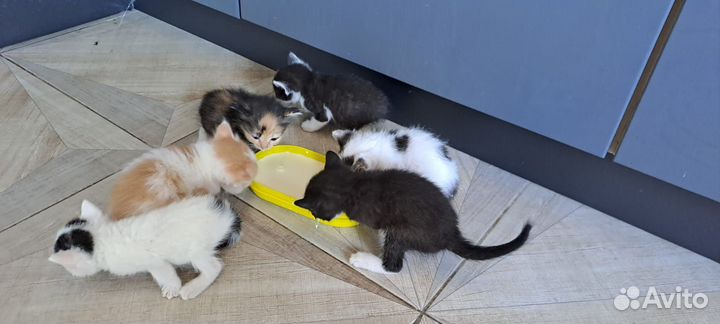 Котята бесплатно