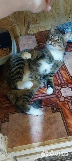 Чудесная кошка в добрые руки