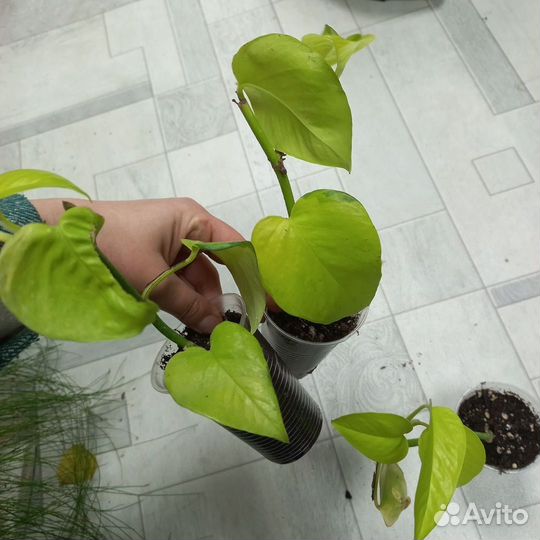 Сциндапсус