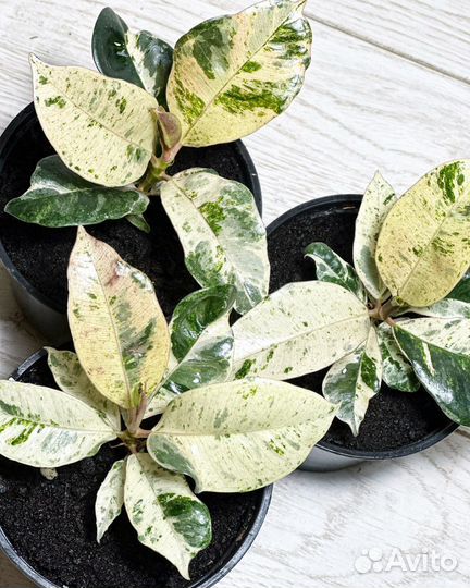 Фикус каучуконостный Шривериана