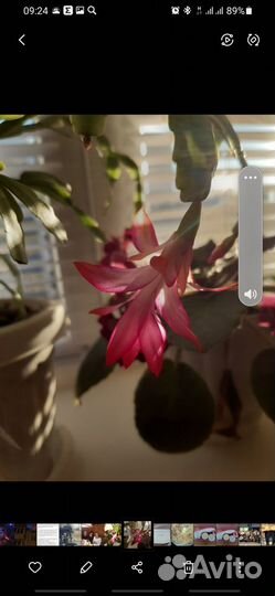 Цветок декабрист