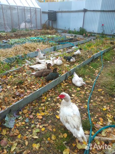 Селезень индоутки, индоутак