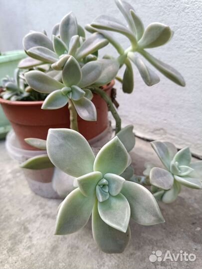 Эхеверия плетистая. Суккуленты