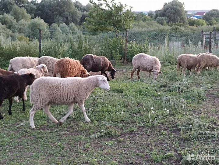 Продается овцы бараны
