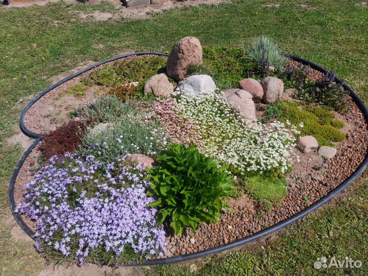 Растения для альпийской горки,почвопокровные