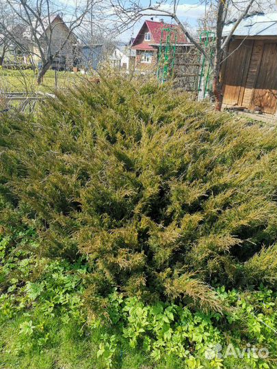 Можжевельник Казацский