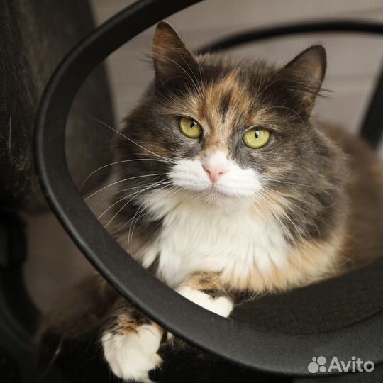 Кошка в дар