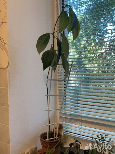 Авокадо растение