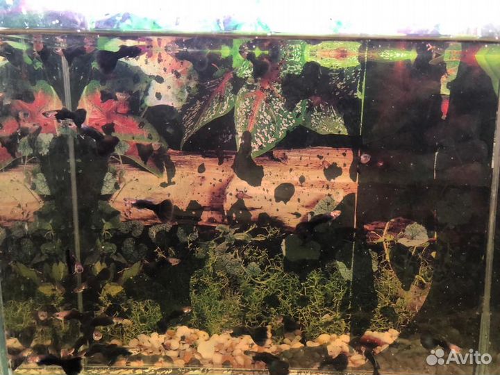 Рыбки гуппи