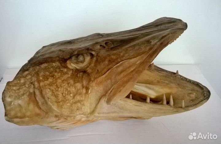 Чучело рыбы