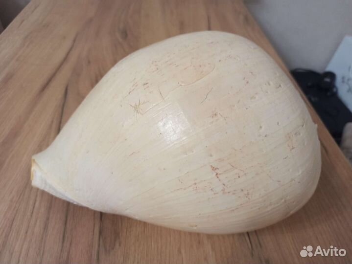 Морская раковина