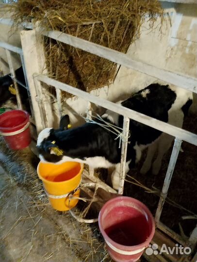 Телята бычки