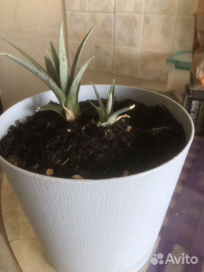 Ананас декоративный