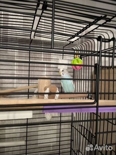 Волнистый попугай с просторной клеткой
