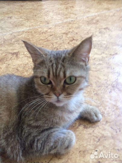Кошка