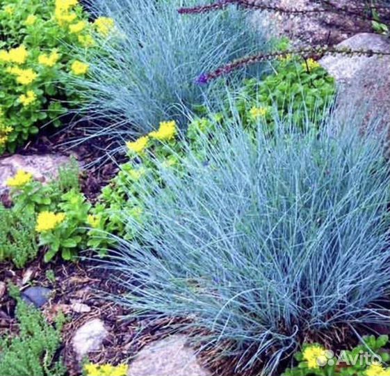 Овсяница сизая