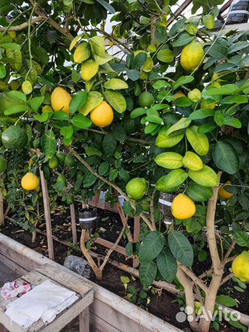 Лимонное дерево с плодами