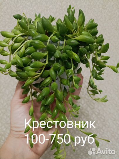 Комнатные растения
