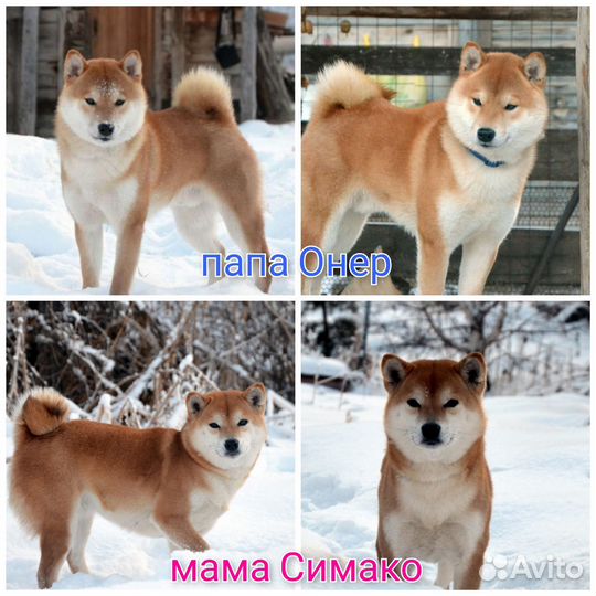Продам щенков сиба ину