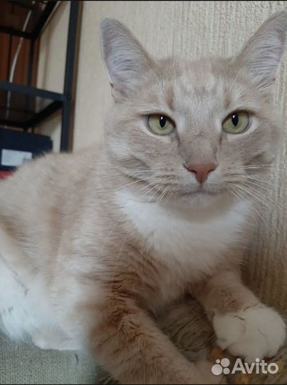 Котик в добрые руки