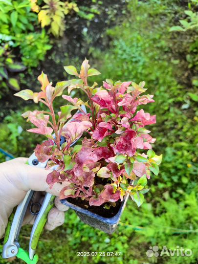 Комнатные растения альтернантера, хлорофитум и др