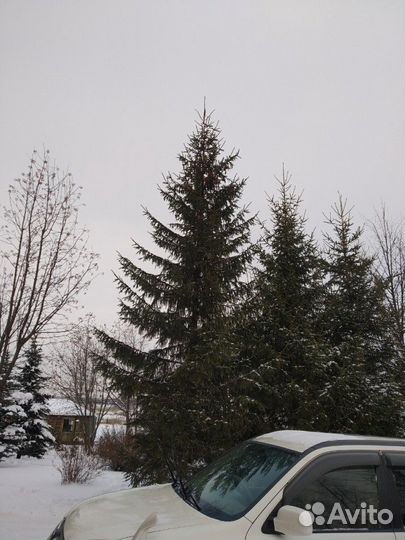 Ель сибирская 5 - 7 метров