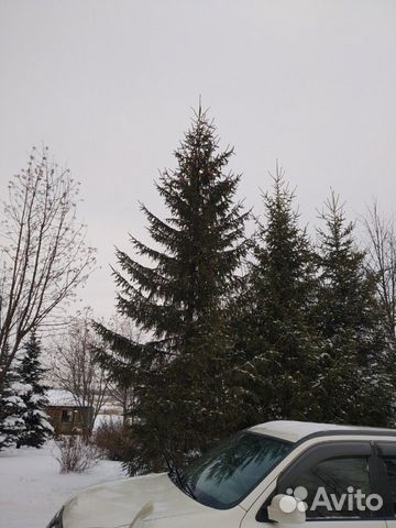 Ель сибирская 5 - 7 метров