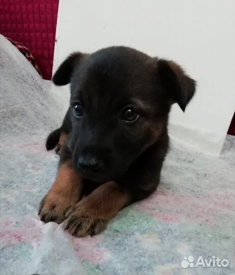 Маленький щенок в дар