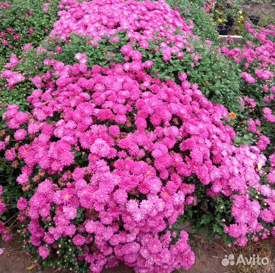 Хризантемы мультифлора