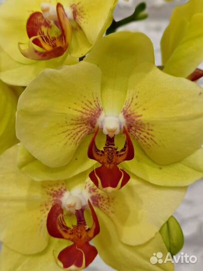 Новый сорт.Орхидея желтая