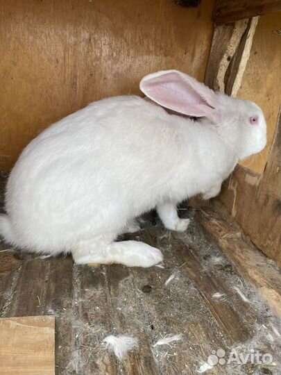 Кролик породы фландр