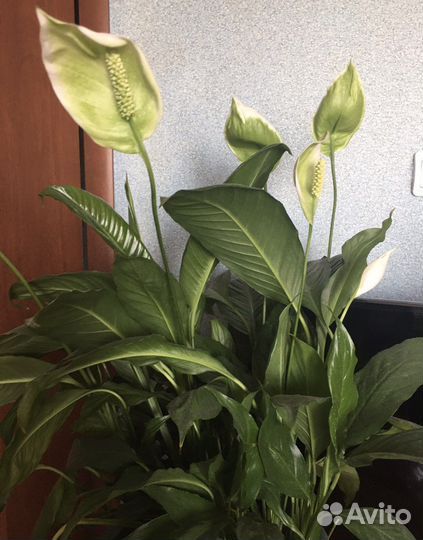 Спатифилум, алоэ-вера (комнатные растения)