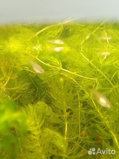 Рыбки гуппи