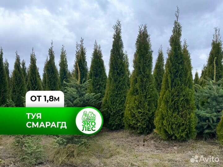 Туя Смарагд от 1,8м