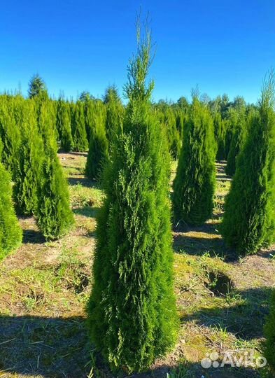 Туя Смарагд (100-120 см) отгрузка на осень и весну