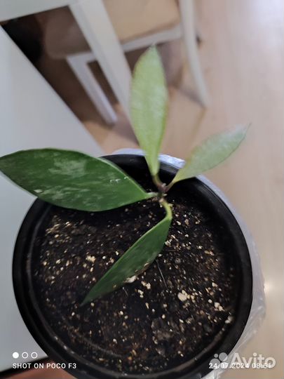 Хойя Грацилис