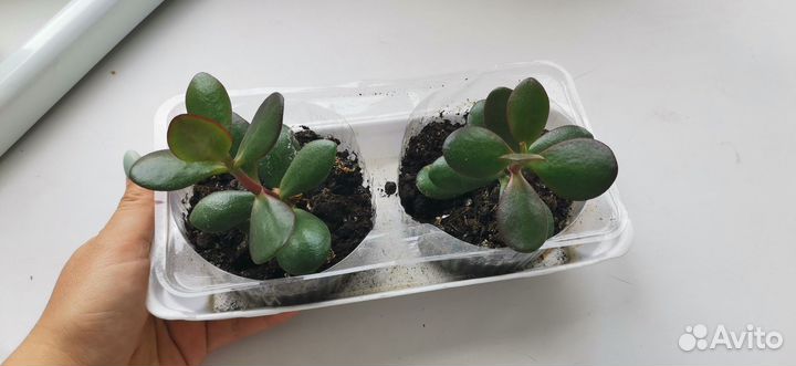 Толстянка денежное дерево бесплатно