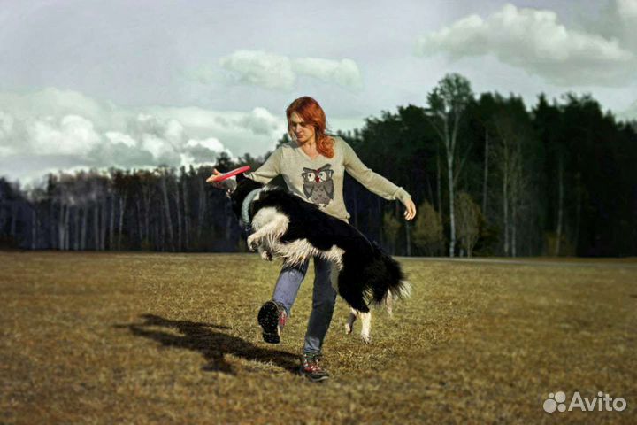 Передержка, кинолог, зоопсихолог